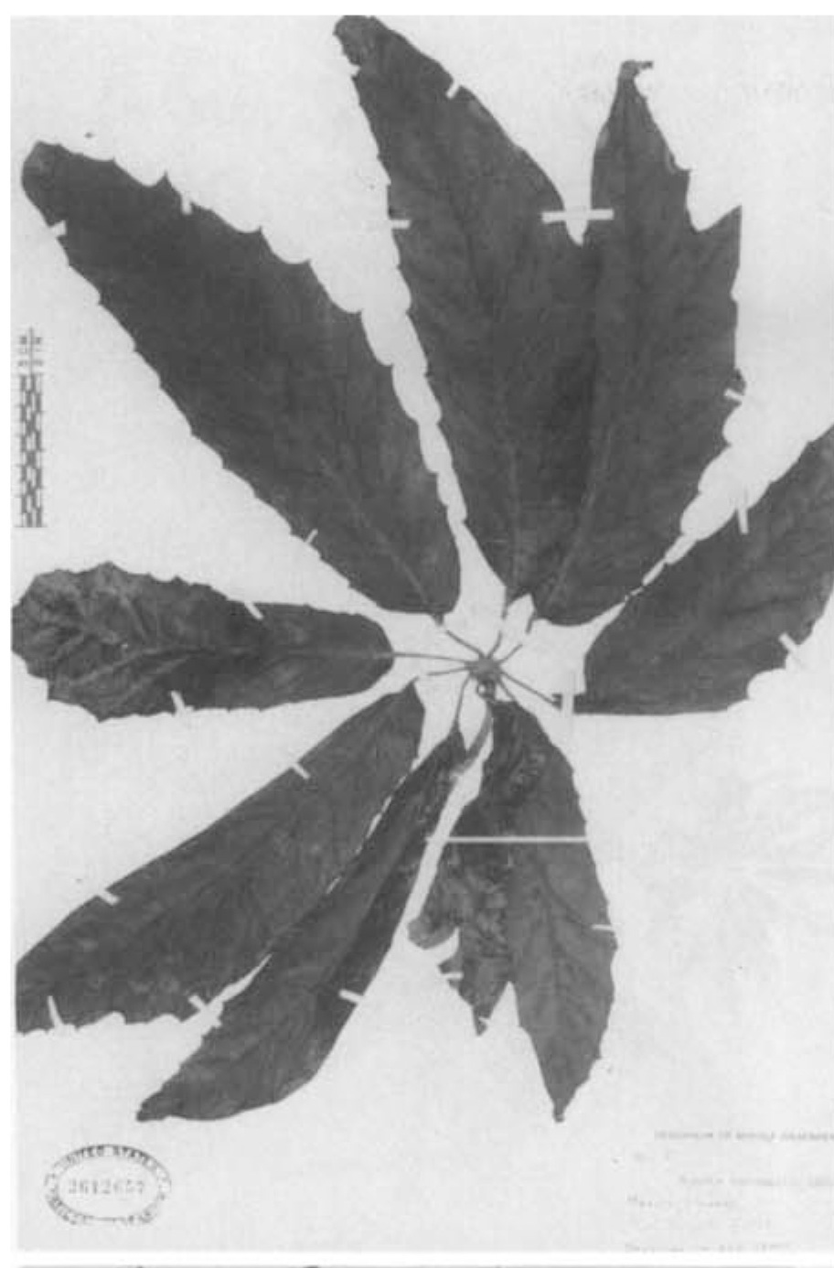 B. macdougallii